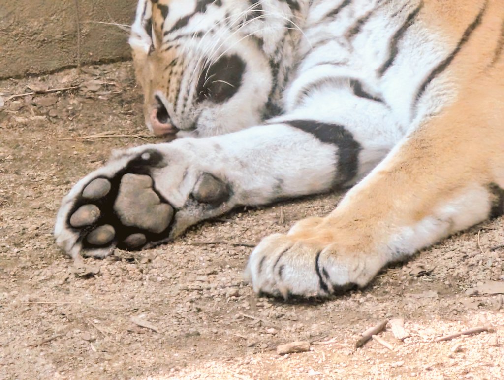 パンダライター 二木繁美｜『水曜日のお嬢様』発売中 tweet media