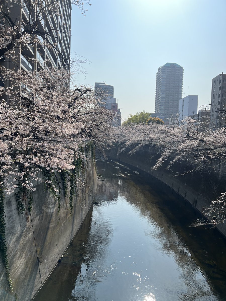 ボトックス解除鍼・ボトックス修正/デザイン美容鍼®︎/東京目白/竹田竜太鍼灸整骨院 tweet media