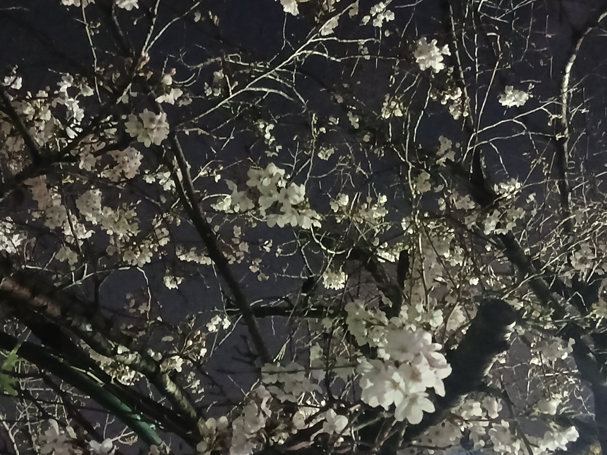 涼野くらげ🌹🍥ଳ✨ tweet media