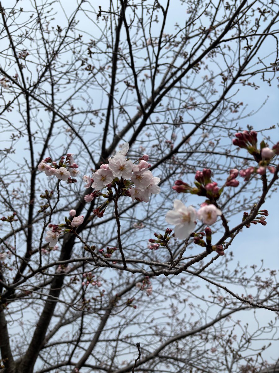 月詠みんこ tweet media