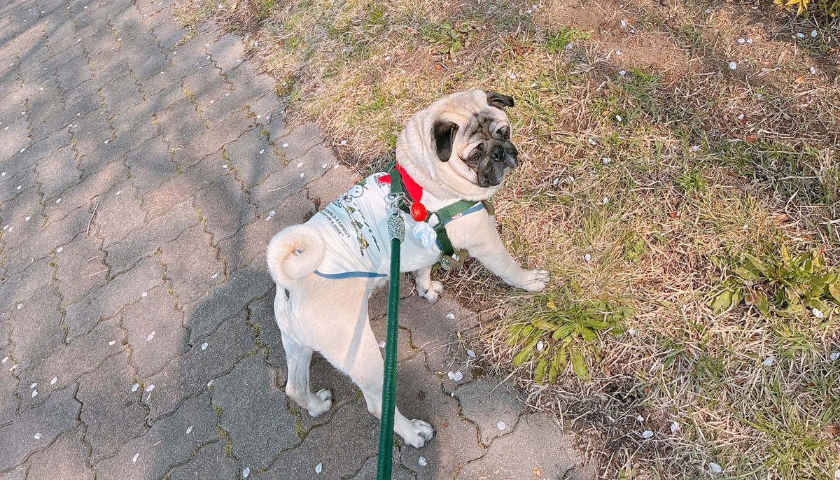 どて煮🐶 tweet media