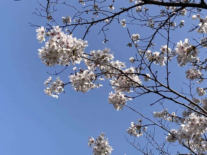 家族でお花見に行きました 今朝届いたぬいぐるみも持っていくわなあ〜そりゃ ドゥフドゥフ