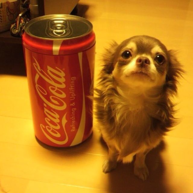 coffe ♥︎'s Dante ⭐️ tweet media