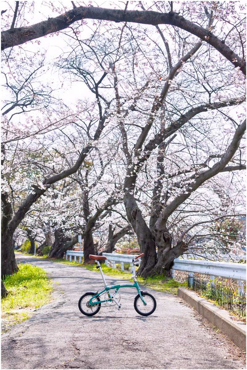 kai_photo2525's tweet photo. 自転車で気軽に首にぶら下げながら撮って廻れる10000円以下のカメラ📷

自転車に合う背景探しながらのサイクリング楽しい！

#d3000 https://t.co/qhqd2havmS