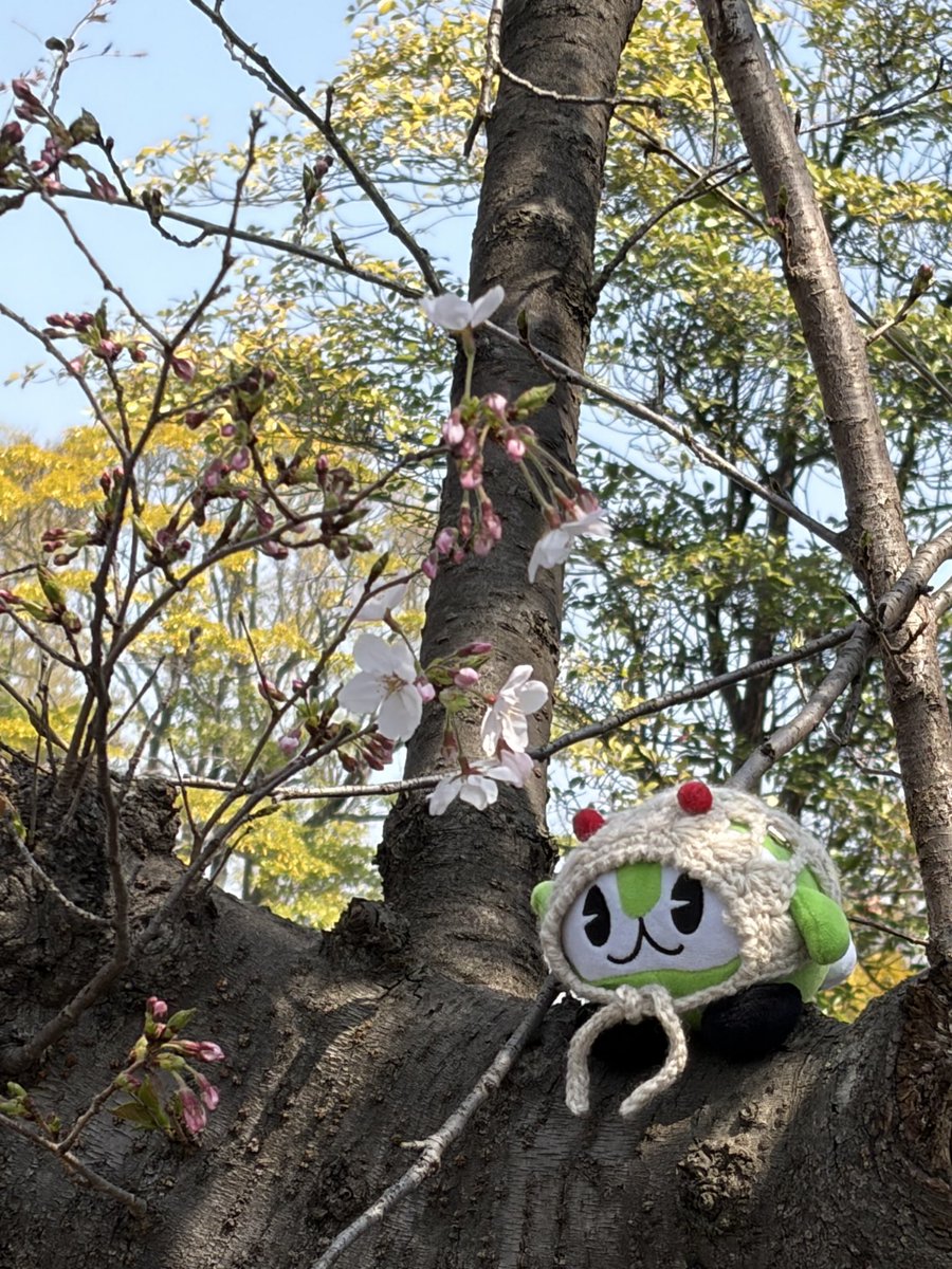 りどるどい tweet media