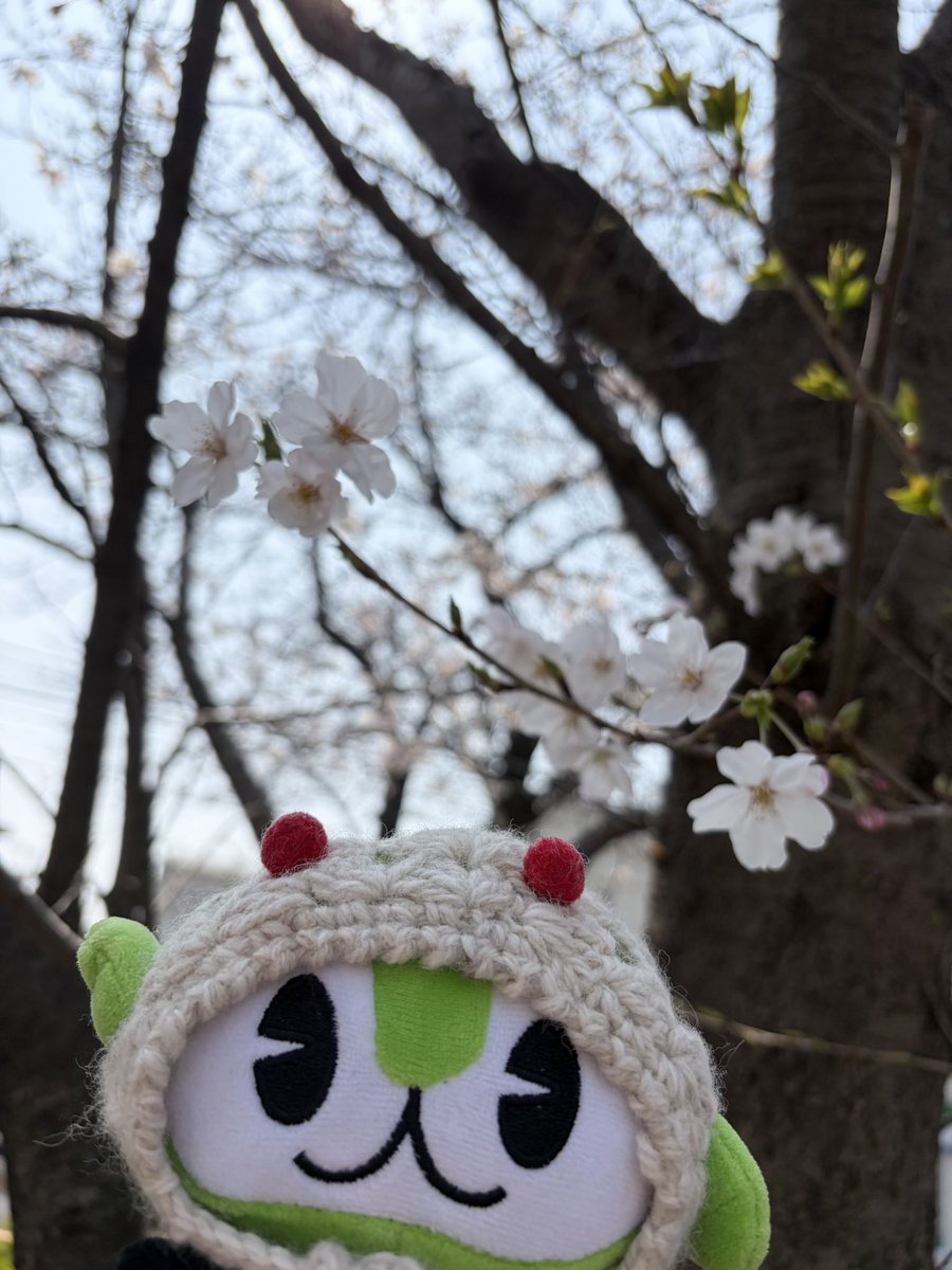 りどるどい tweet media