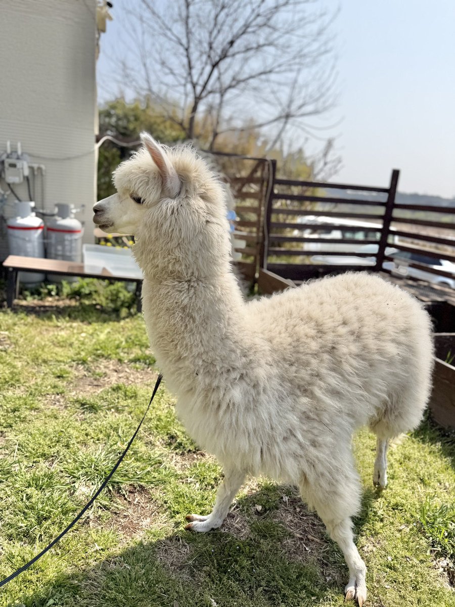 深谷爬虫類館 tweet media