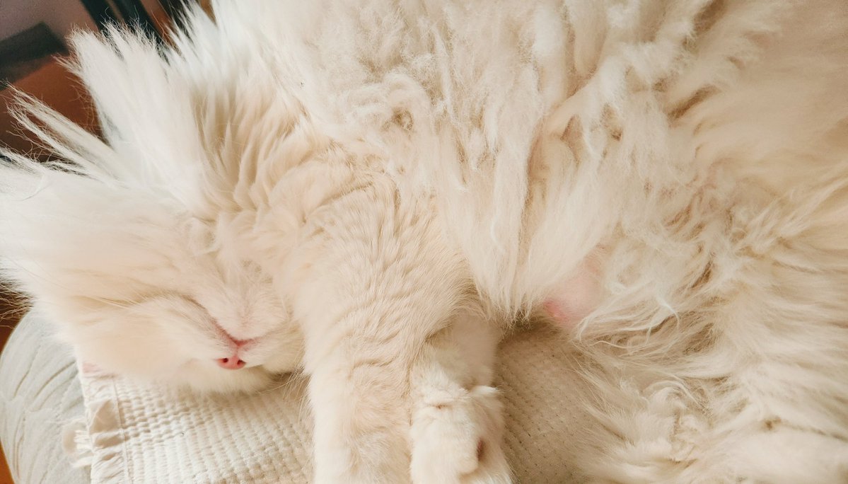 김엣시 tweet media