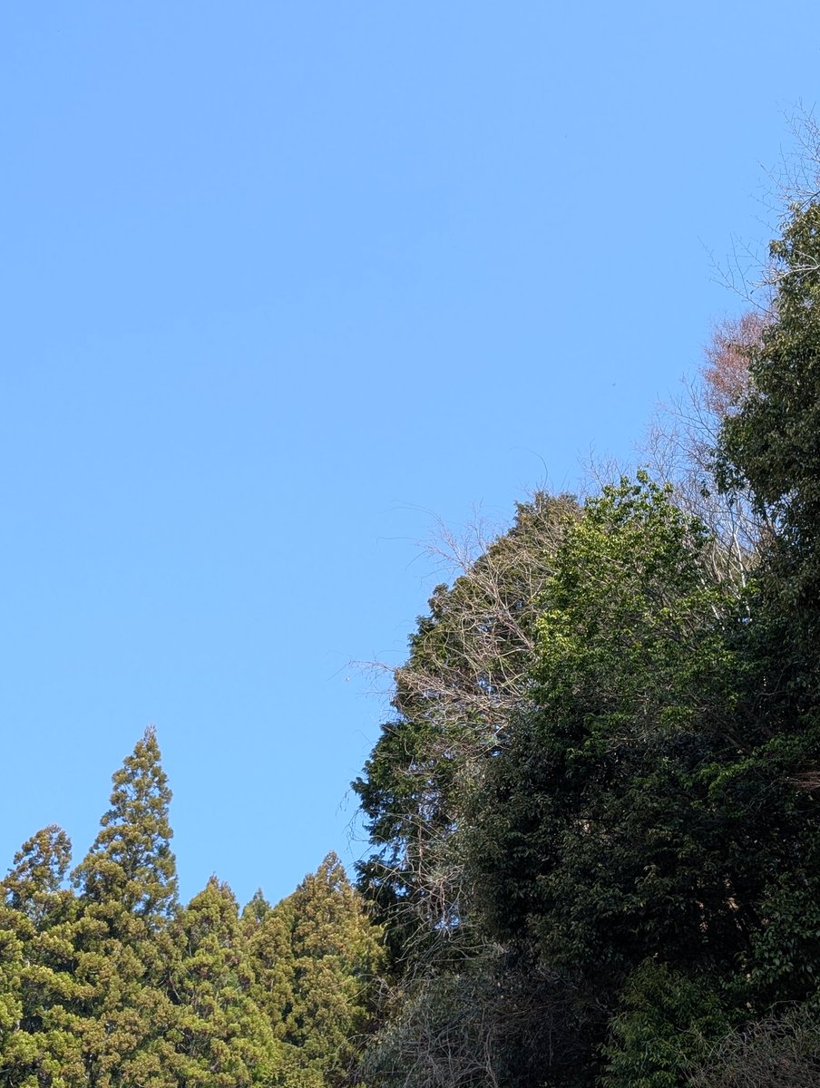 ハイジ tweet media