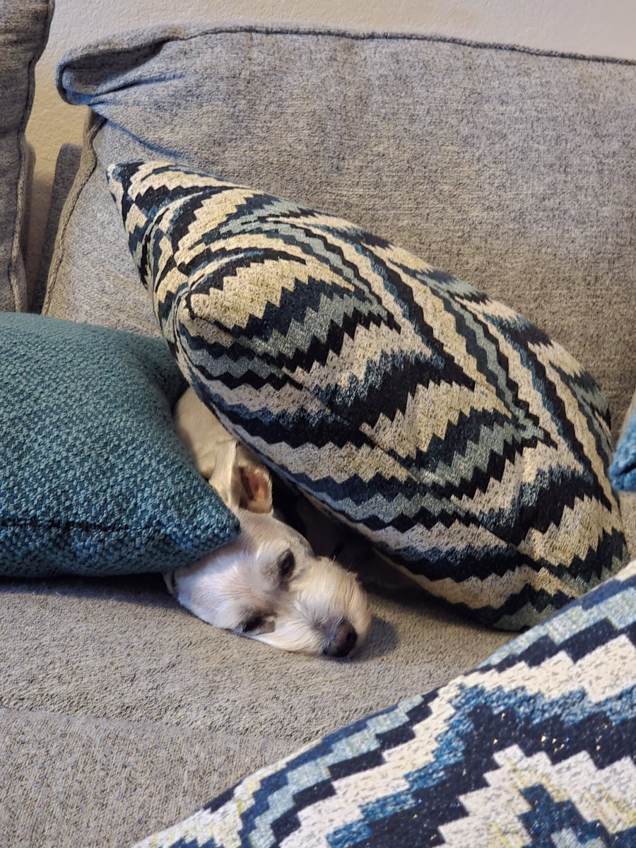 Craig Hauser tweet media