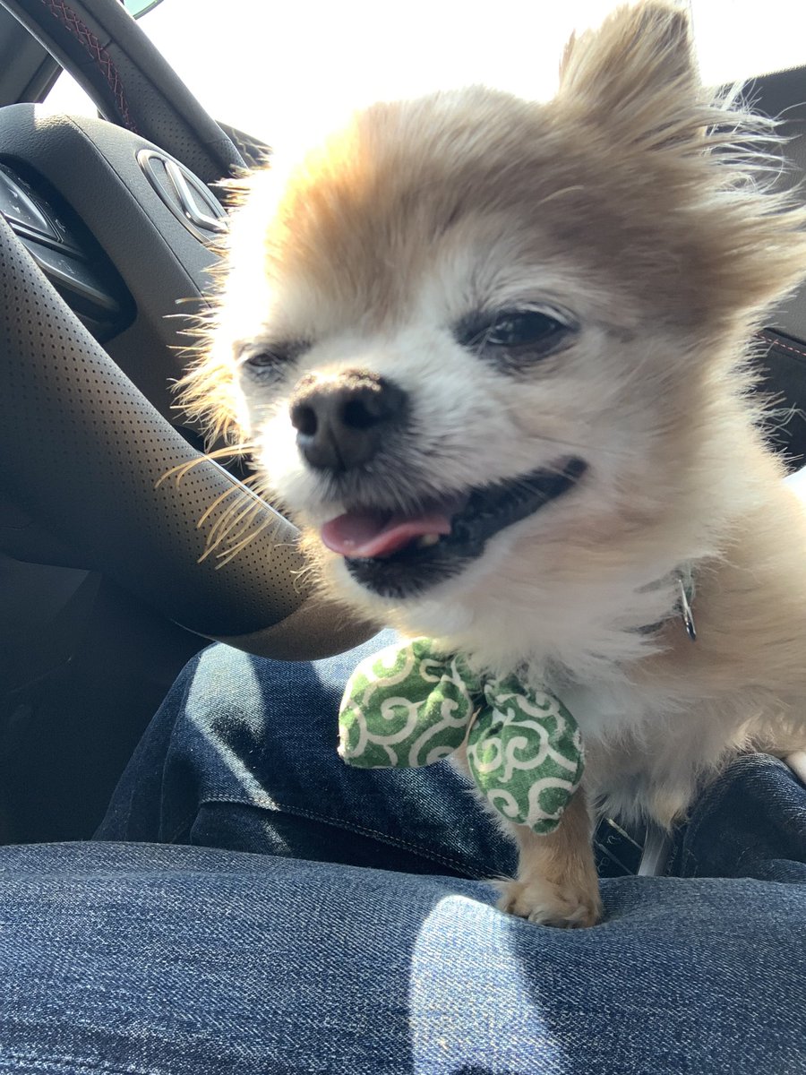 こたしゃん tweet media