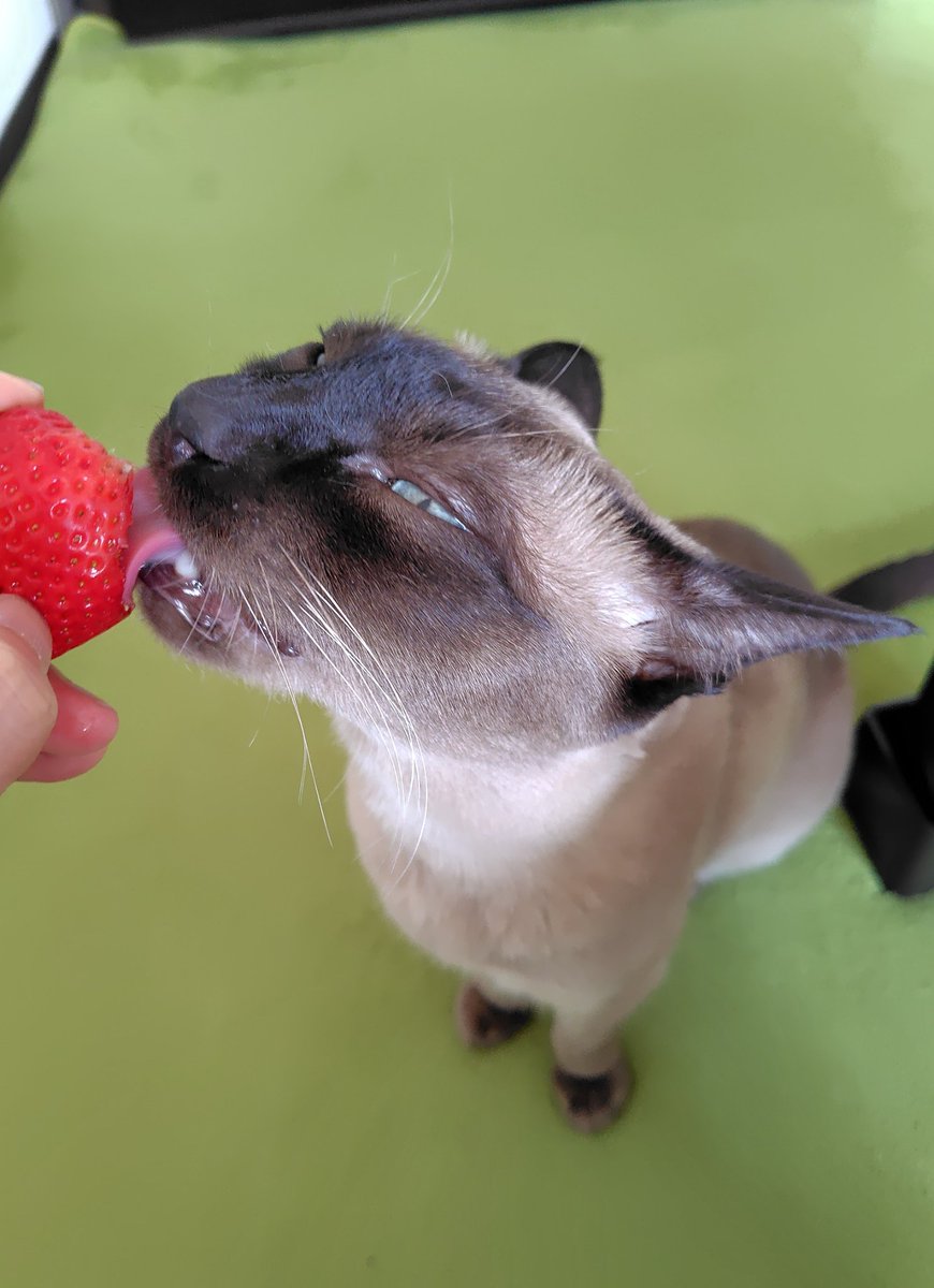 好物の🍓は今朝美味しくいただきました🐾