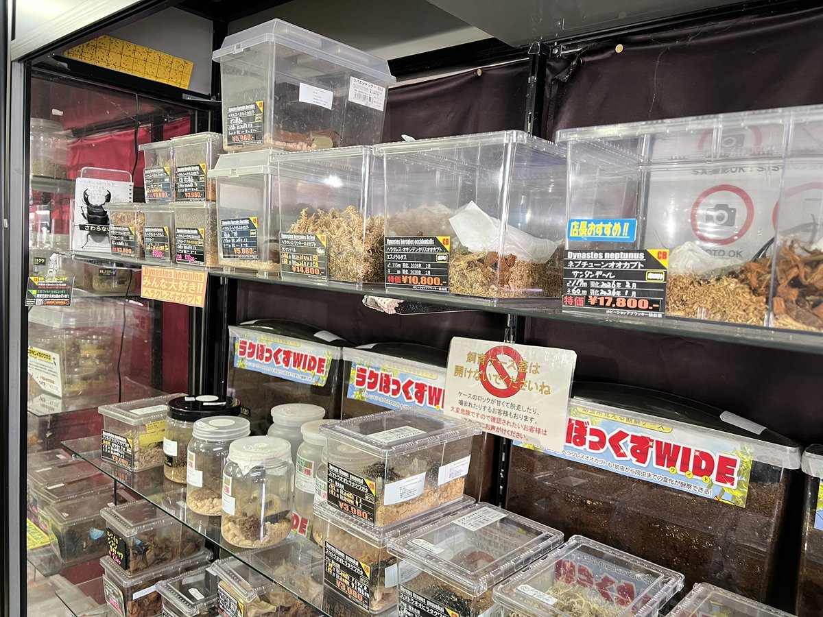 ブラッキー　クワカブ専門店 tweet media