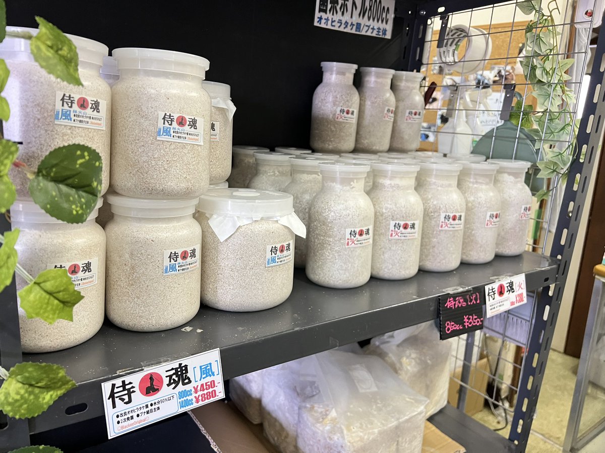 ブラッキー　クワカブ専門店 tweet media