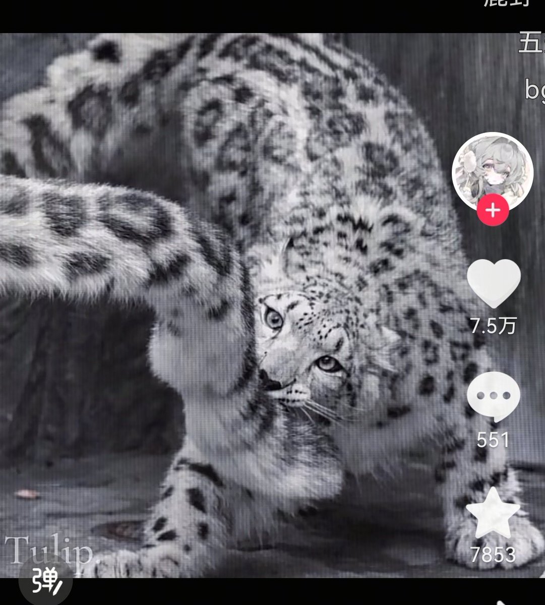 SHIKAGAWA tweet media