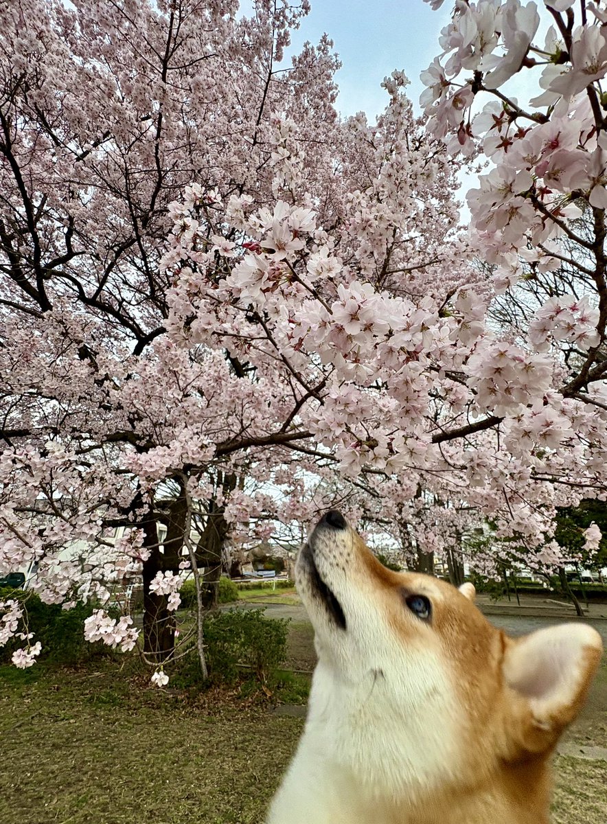 びわのすけ tweet media