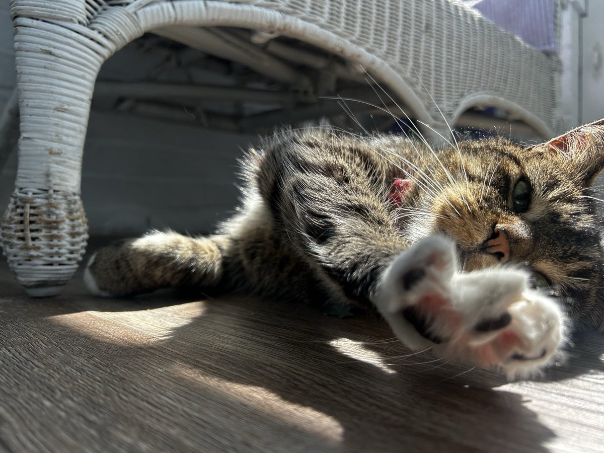 ‧₊˚ ⊹˚ ༘ dez!🦕𖦹⋆｡˚ tweet media