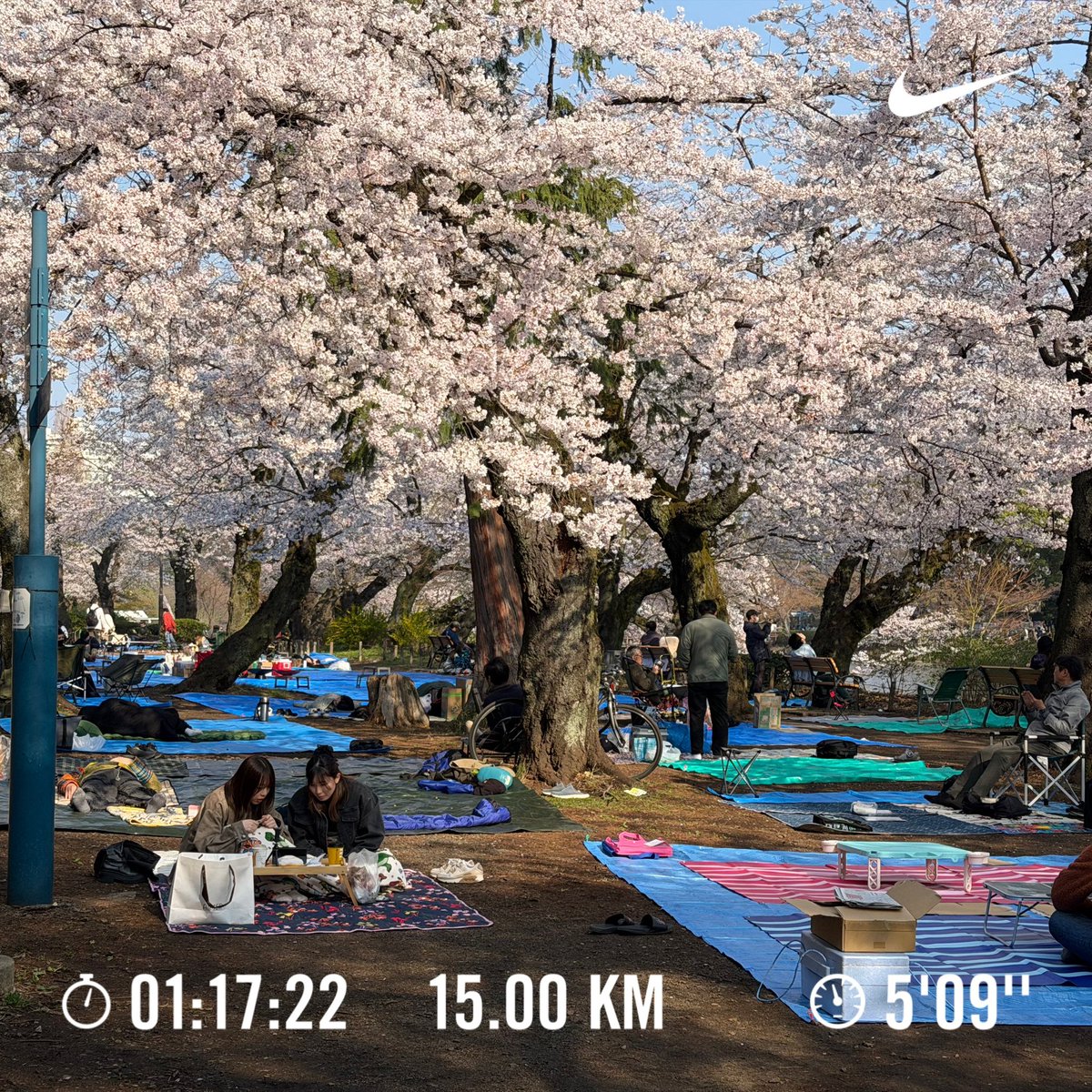 NogMitsuhiro's tweet photo. 井の頭公園ジョグ🌸
綺麗な桜と無秩序なブルーシートと酔っぱらいの融合が、平和の象徴のようで素晴らしい🍶🍺
#NIKE ペガサスプラス
#ランニング
#井の頭公園 https://t.co/oxLjOcKTxe
