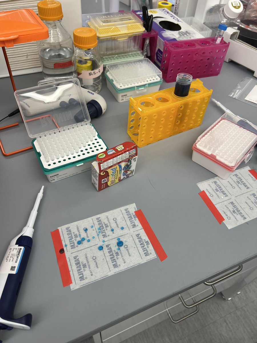 sofi 🐇 tweet media