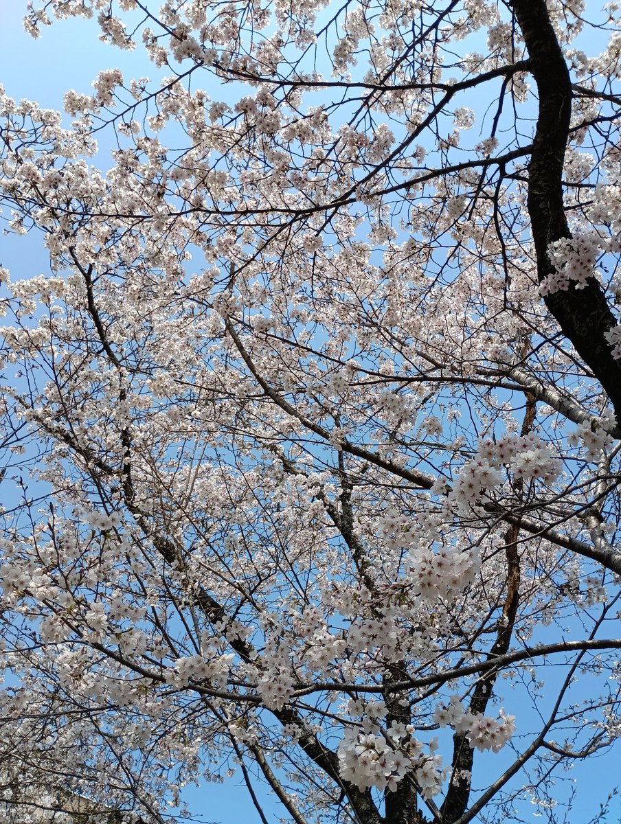 ちーぽん tweet media