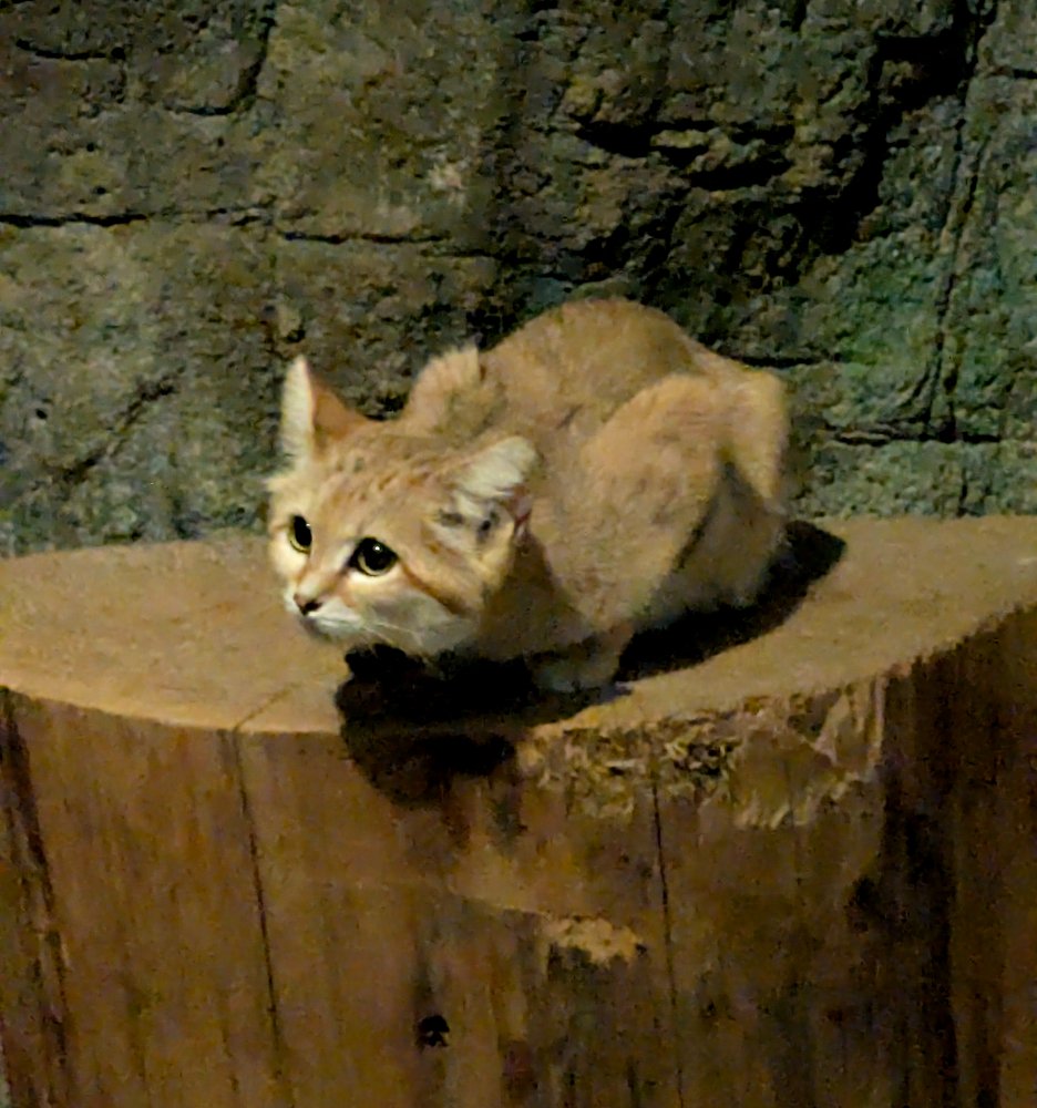 _suijyo's tweet photo. 今月行った東山動植物園（名古屋）にて。
正に砂漠の天使なスナネコと、注意書きも相まって何だか不敵なジャガー https://t.co/yrdoFQLdJ3