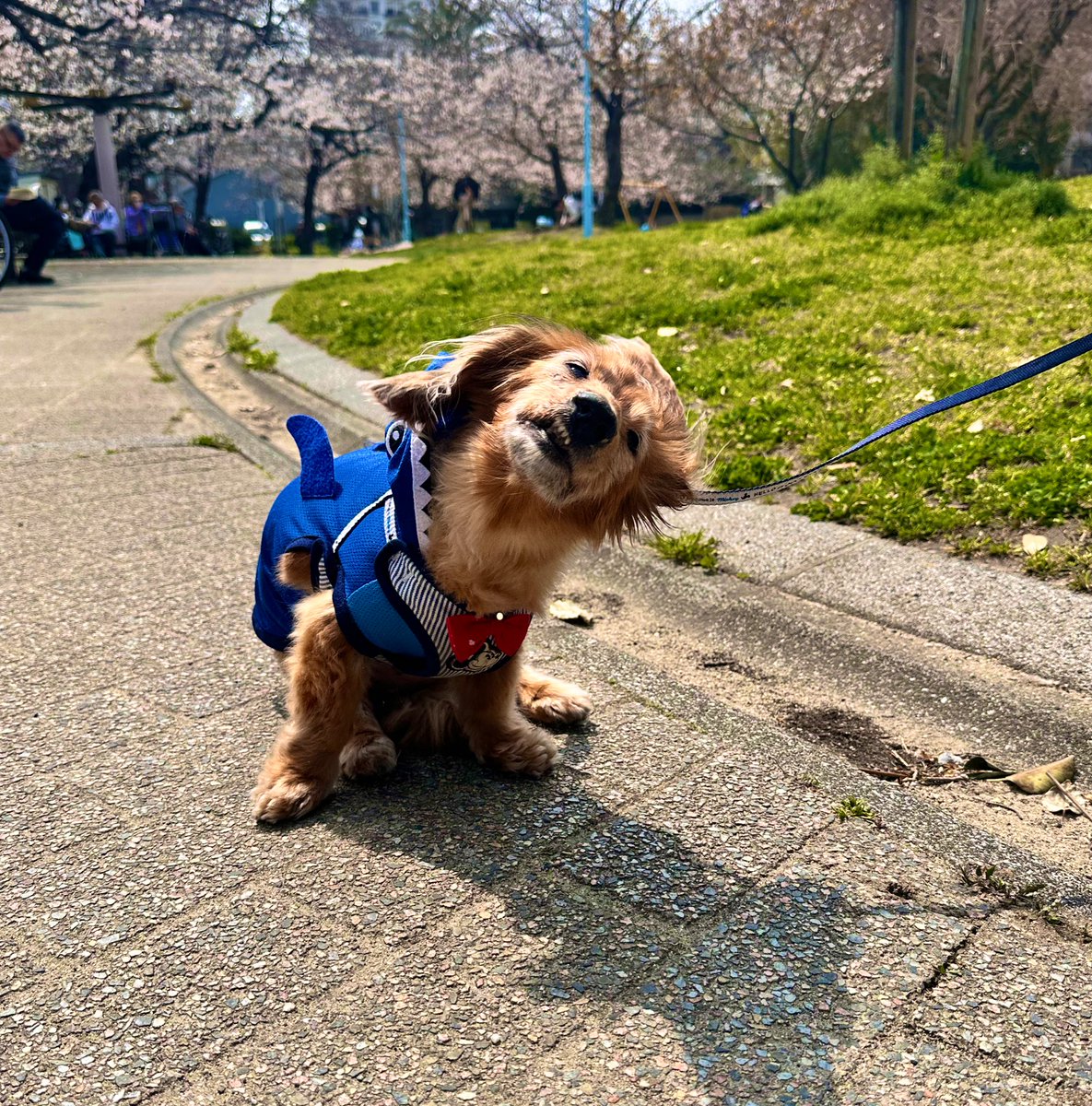 めぇコム tweet media