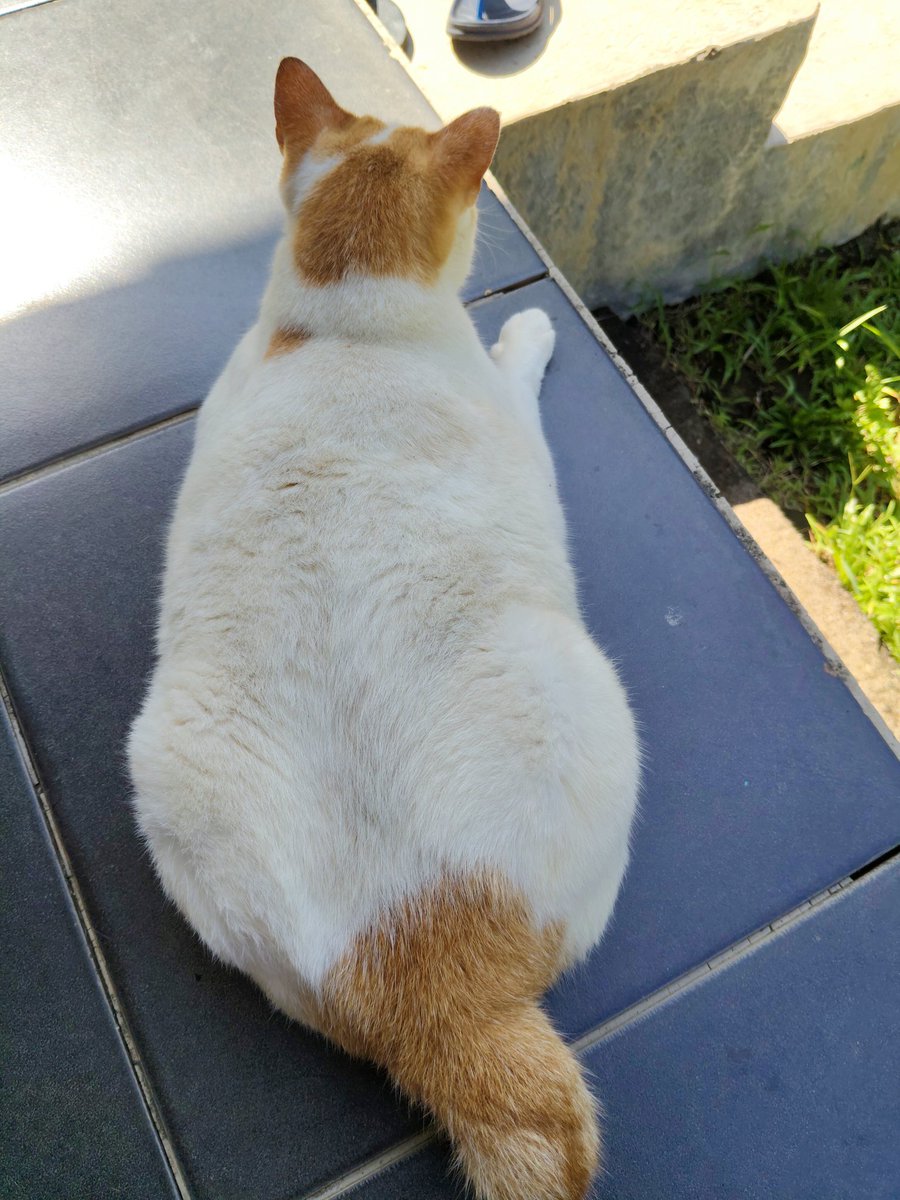 Mamak Panti Meong tweet media