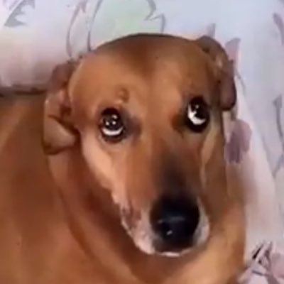 Fred Daniel’s tweet media