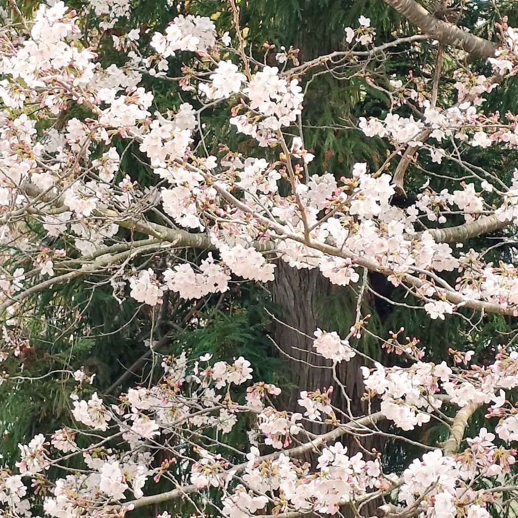 なつこ🍚 tweet media