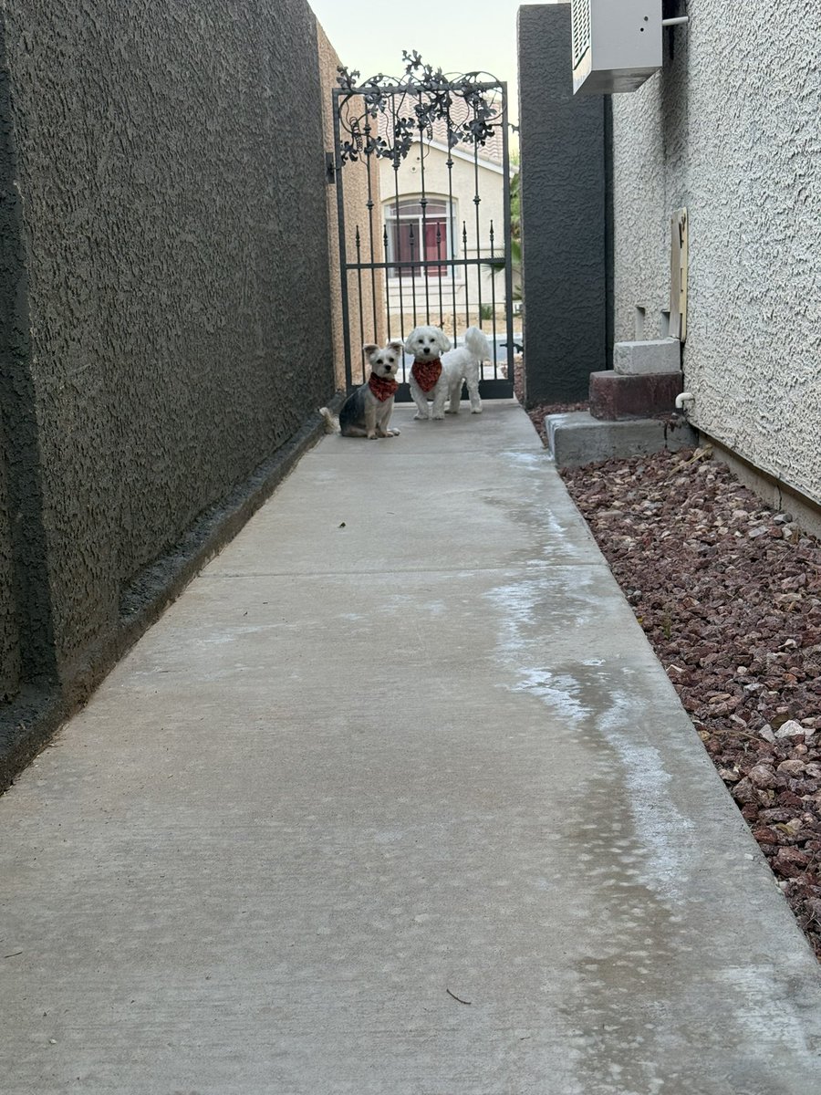 Sir Bailey tweet media