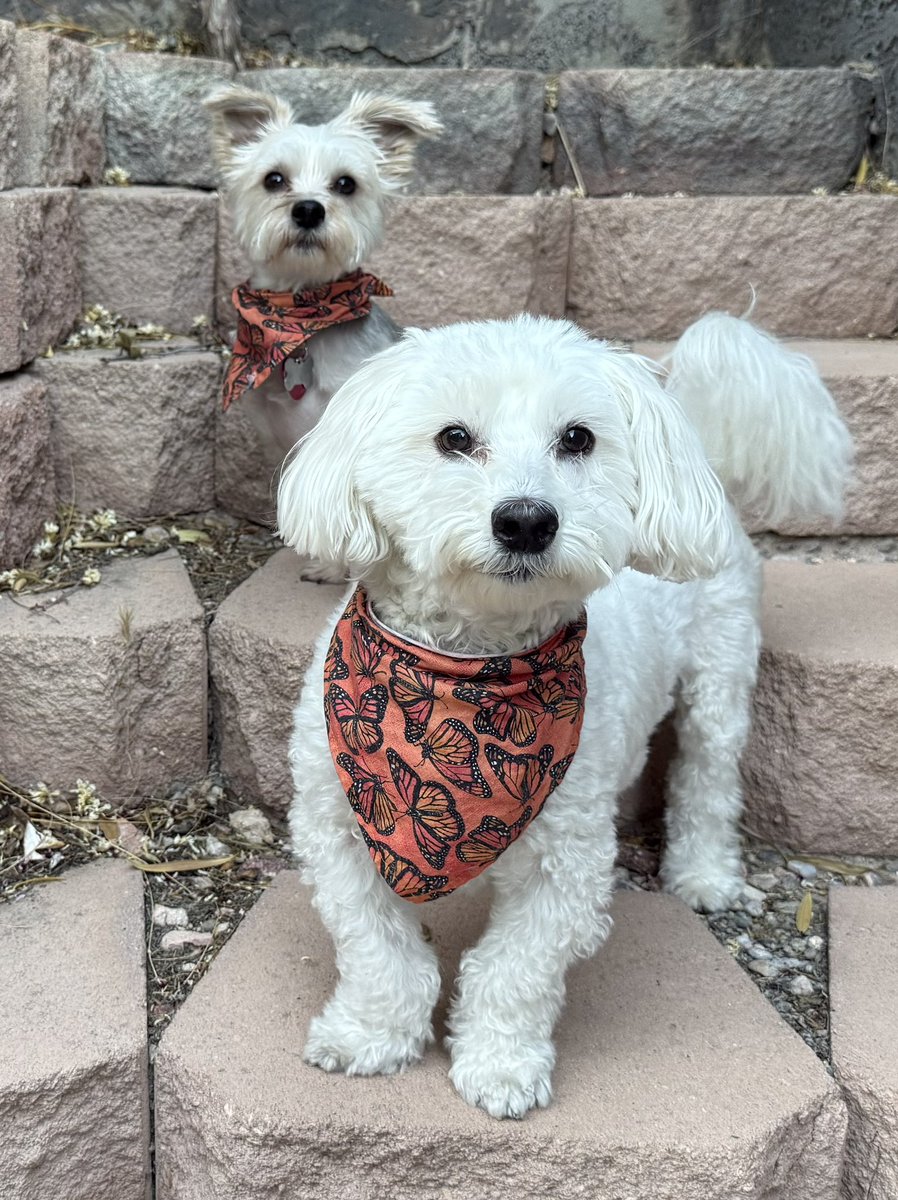 Sir Bailey tweet media