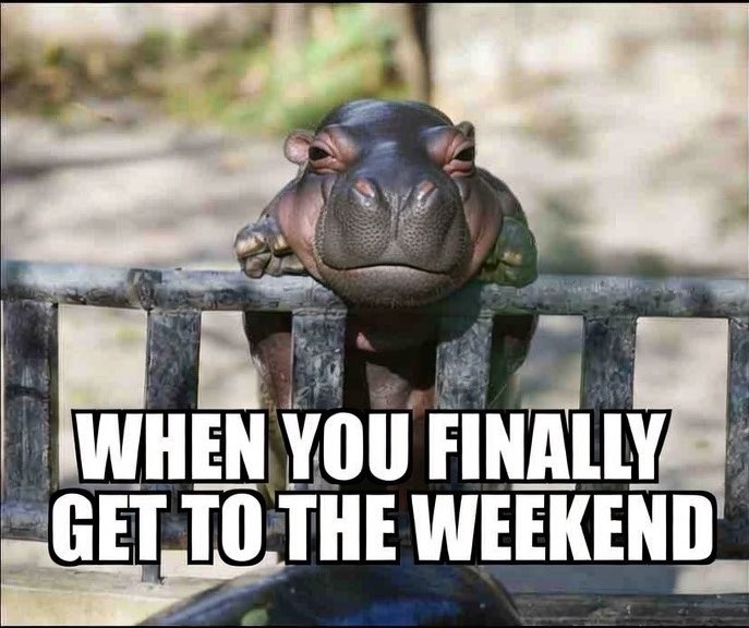 Fan Page | Moo Deng Army ⟠ tweet media