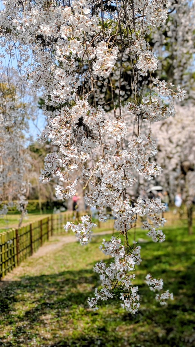 花街ぞめき、正脇良平 Ryohei Masawaki tweet media