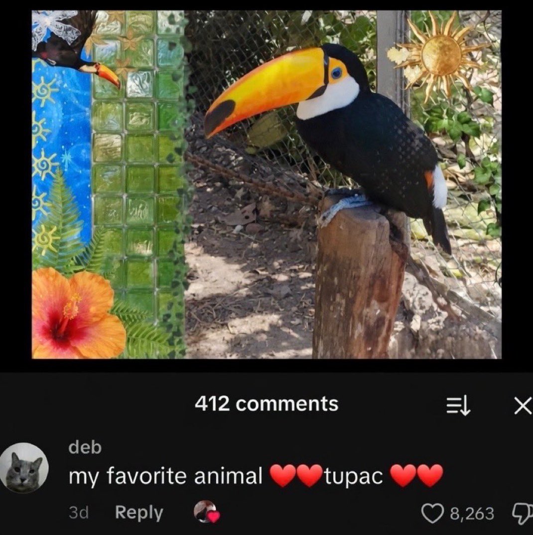 joe mama tweet media