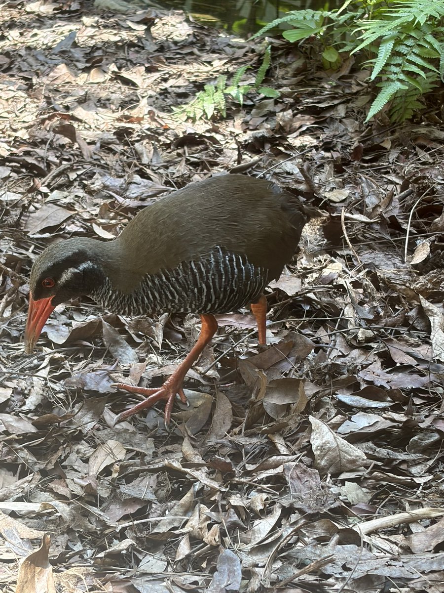 こめつぶ tweet media