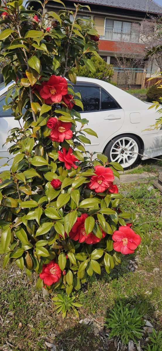 FK7Akkun's tweet photo. 桜に行こうと思ってエンジンかけようと思ったらバッテリー上がっていたので、面倒くさくなって辞めました。
誰か誘って下さい😅💧 https://t.co/pSpqawiJ6Q