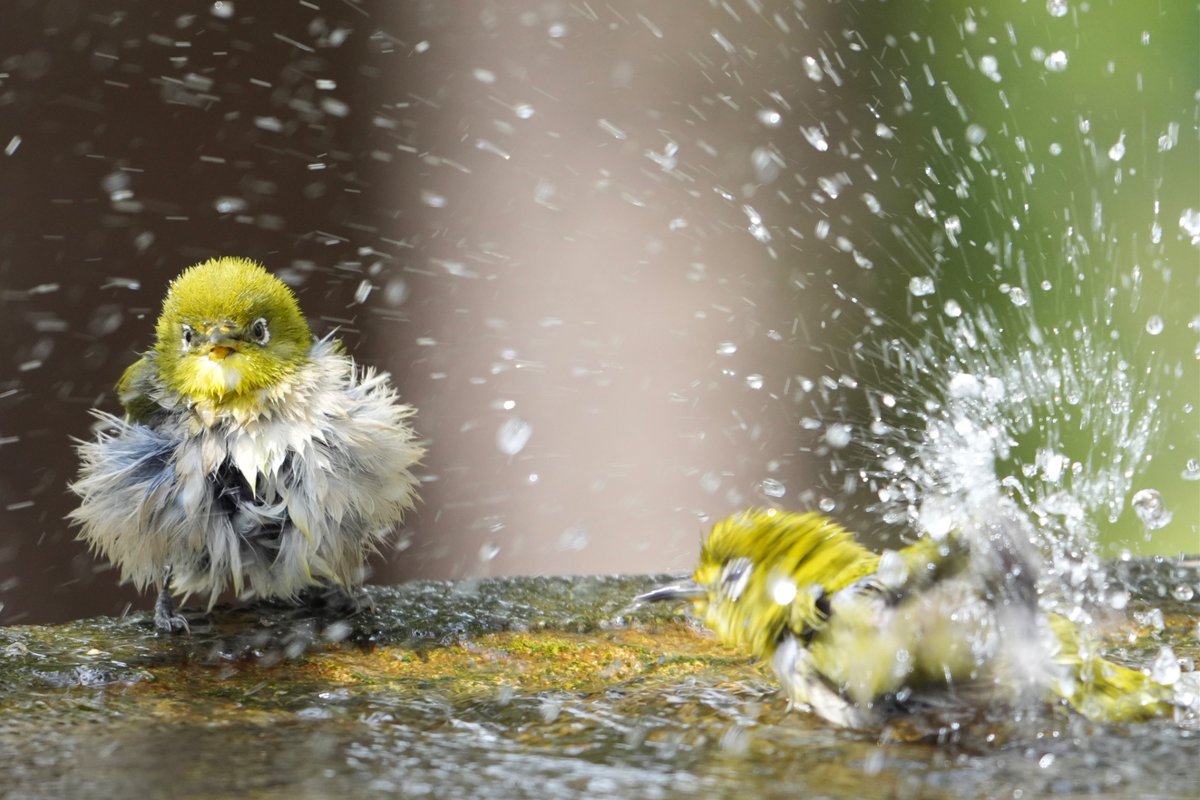 ぽかり tweet media