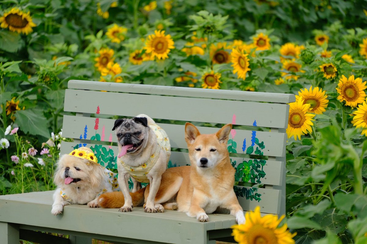 こばっぷ tweet media