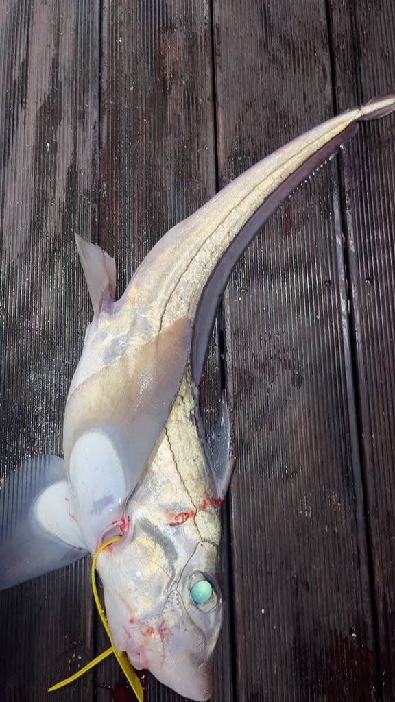 卖鱼的老莫🐟🐠🎣8964 tweet media