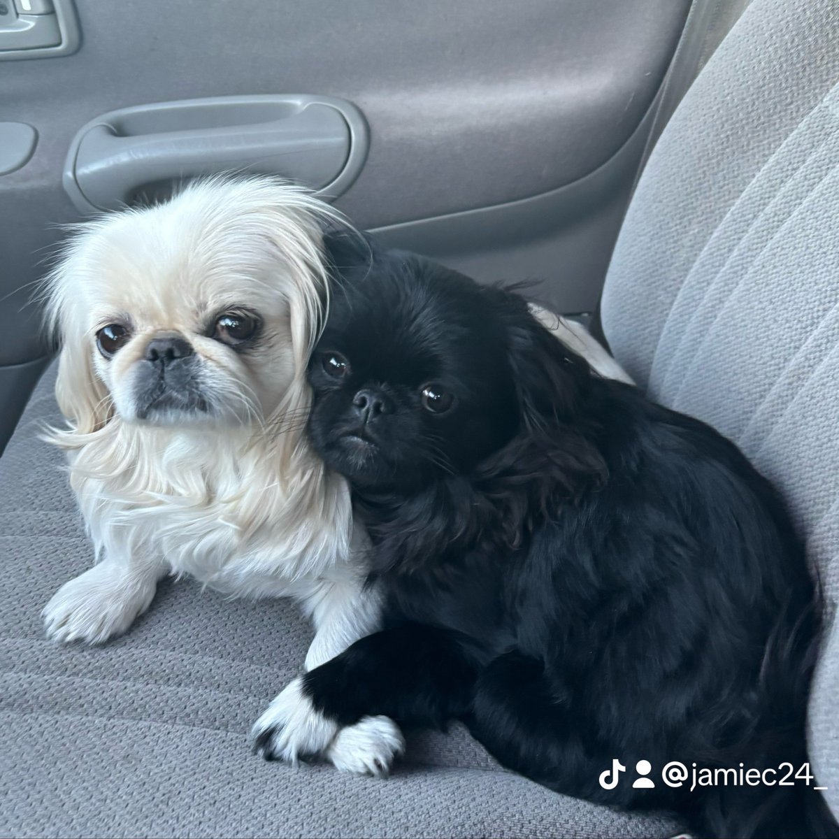 3I ATLAS PASSENGER tweet media