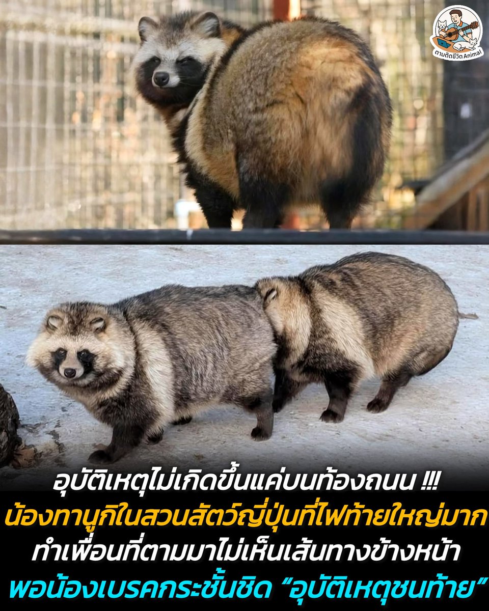 ตามติดชีวิตAnimal tweet media