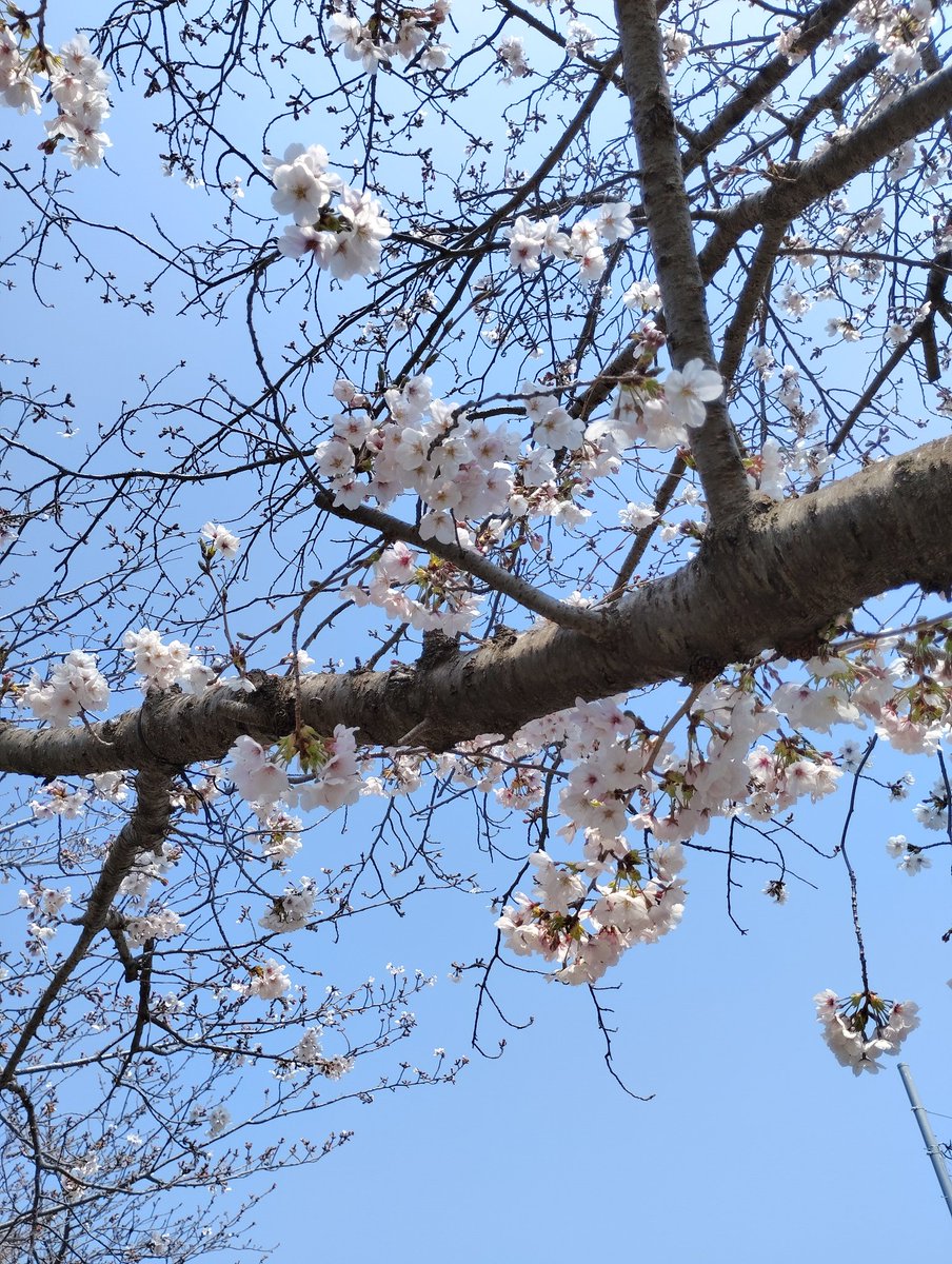 良いお天気に恵まれました！
この後二の丸ステージ13:10から🌸