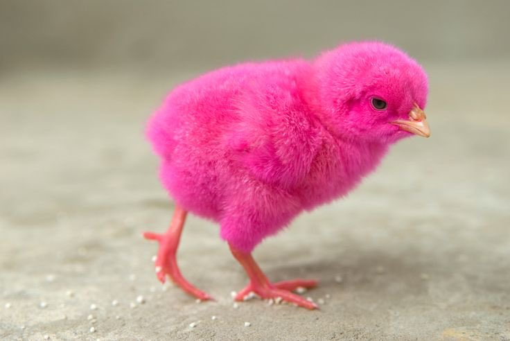 Nikó | BINICHELLA🌸🎡 tweet media