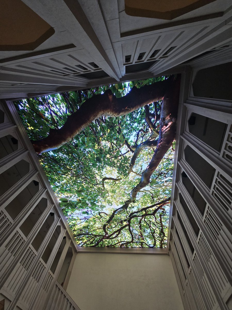 🦇 Amber tweet media