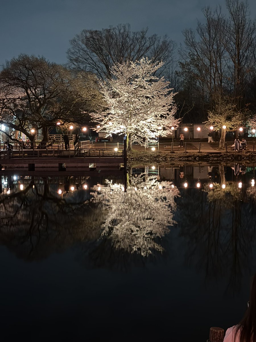 Nikolas1777's tweet photo. Sakura tree! Cherry blossom , night https://t.co/mbOTgATioH