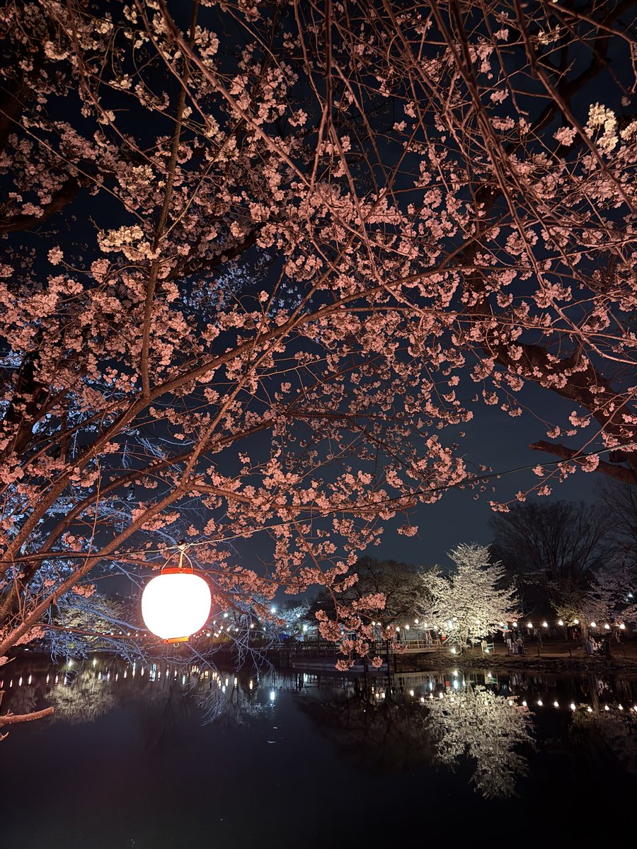 Nikolas1777's tweet photo. Sakura tree! Cherry blossom , night https://t.co/mbOTgATioH