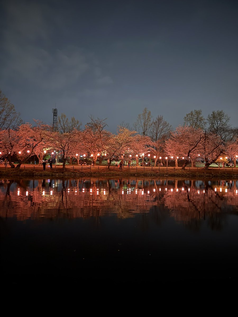 Nikolas1777's tweet photo. Sakura tree! Cherry blossom , night https://t.co/mbOTgATioH