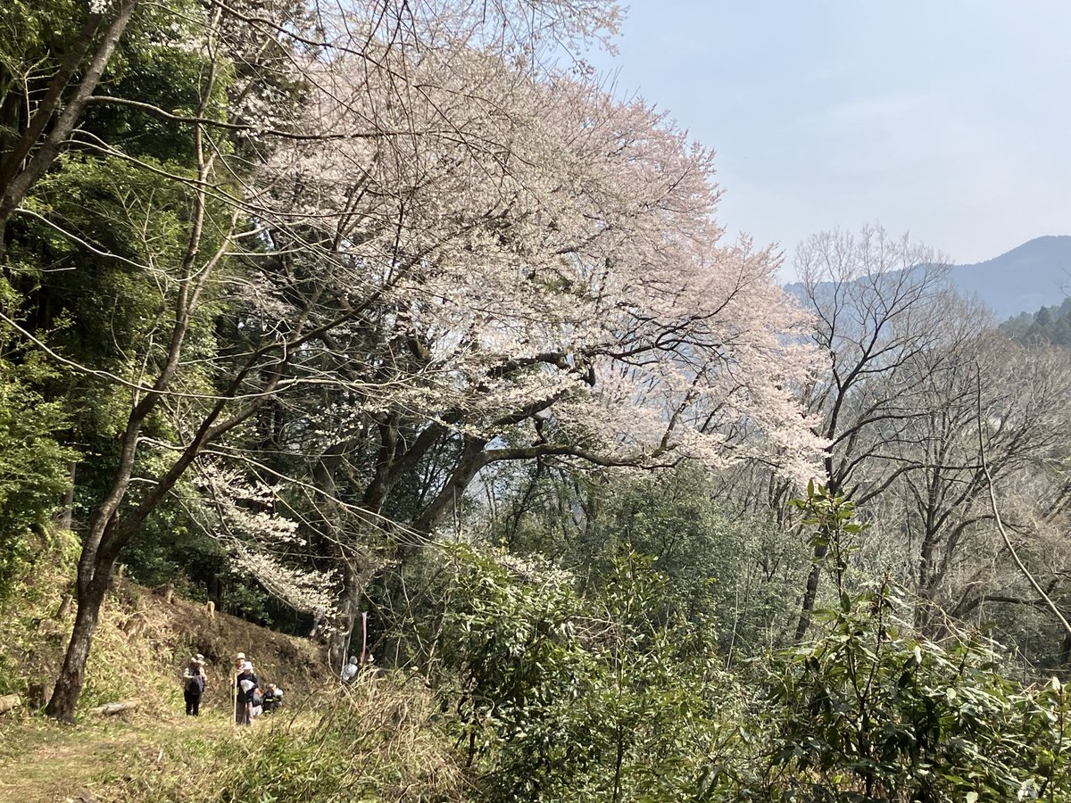 Power_Level_5's tweet photo. 愛媛県東温市・源太桜まつり。山の中に咲く樹齢300年の桜を見てきました。 https://t.co/XwqVGhQLUg