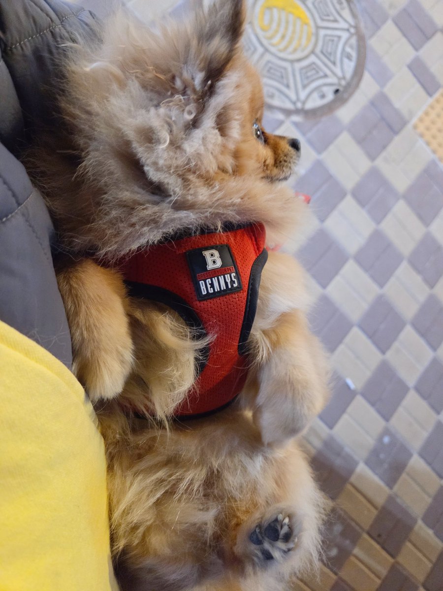 Maylily🕯️🐾 tweet media