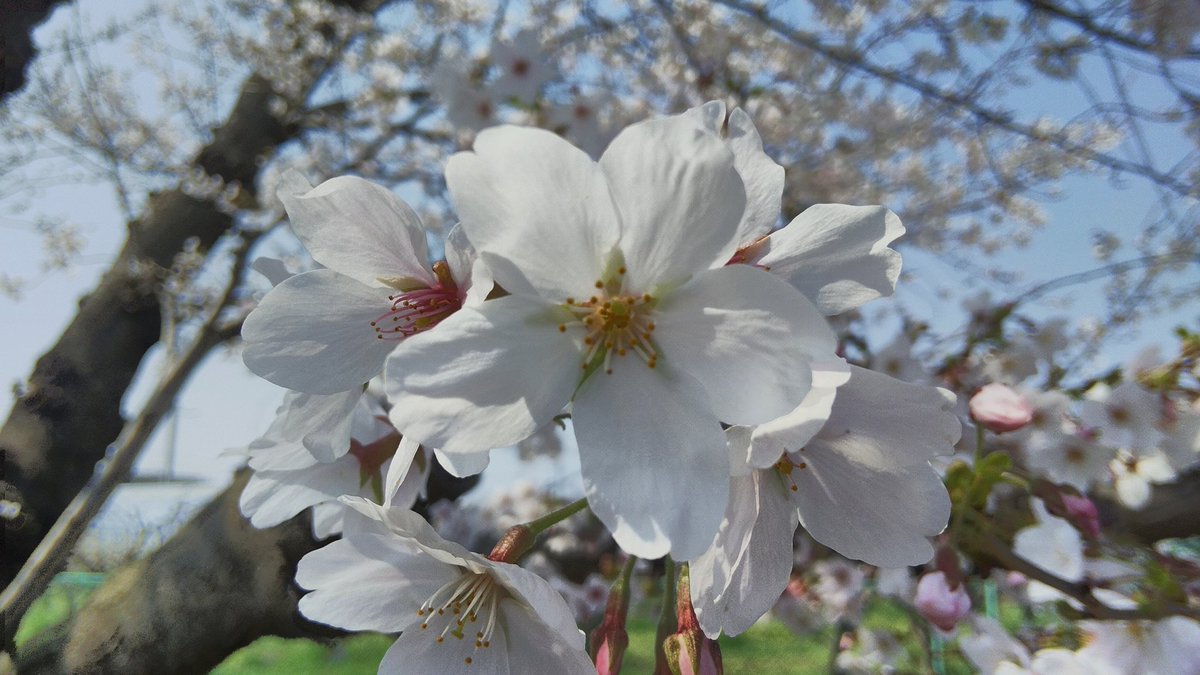 高速なレッドマウス@2026年4月なのです！春ですねぇ… tweet media